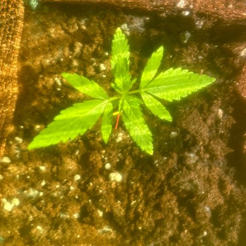 Stress Killer Automatic growlog timeline photo