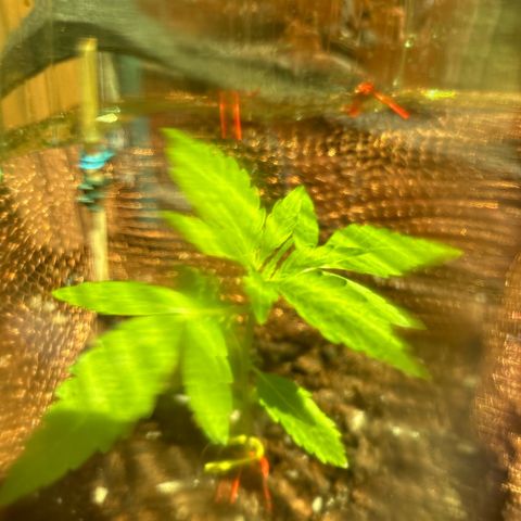 Stress Killer Automatic growlog timeline photo