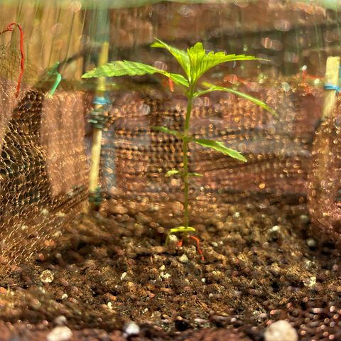 Stress Killer Automatic growlog timeline photo