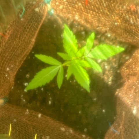 Stress Killer Automatic growlog timeline photo