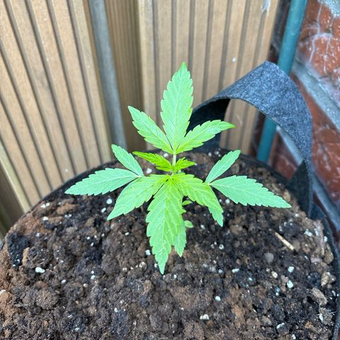 Stress Killer Automatic growlog timeline photo