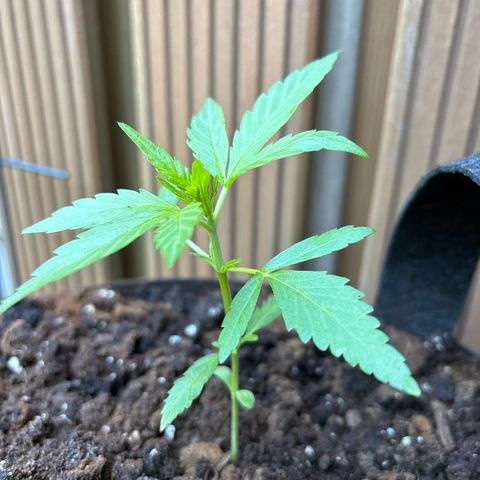 Stress Killer Automatic growlog timeline photo