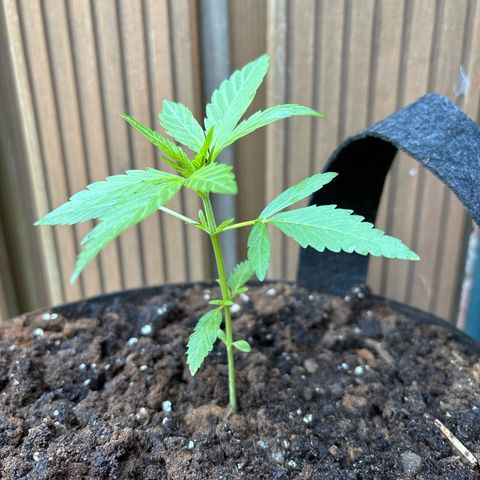 Stress Killer Automatic growlog timeline photo