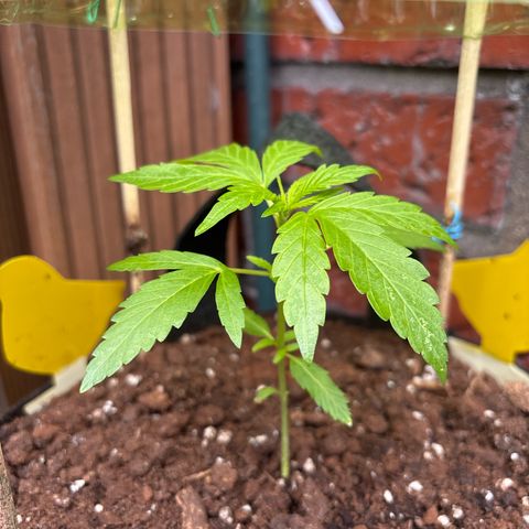 Stress Killer Automatic growlog timeline photo