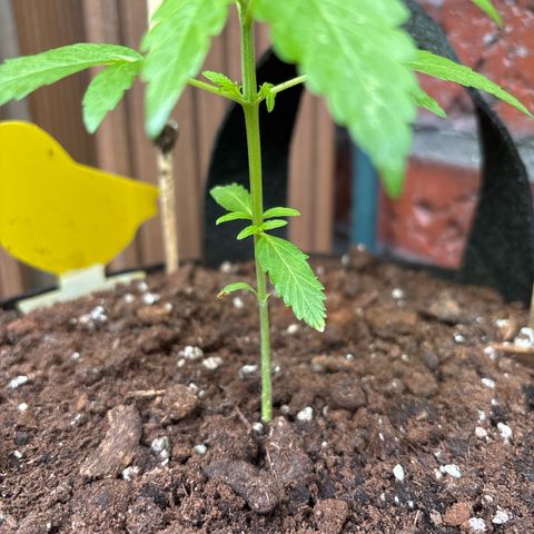 Stress Killer Automatic growlog timeline photo