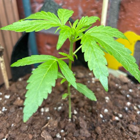 Stress Killer Automatic growlog timeline photo