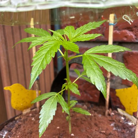 Stress Killer Automatic growlog timeline photo
