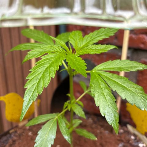 Stress Killer Automatic growlog timeline photo