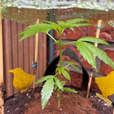 Stress Killer Automatic growlog timeline photo