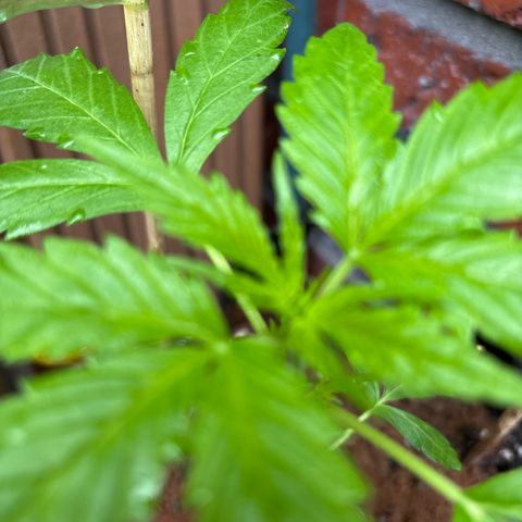 Stress Killer Automatic growlog timeline photo