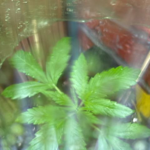 Stress Killer Automatic growlog timeline photo
