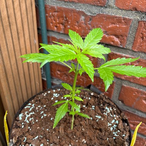 Stress Killer Automatic growlog timeline photo