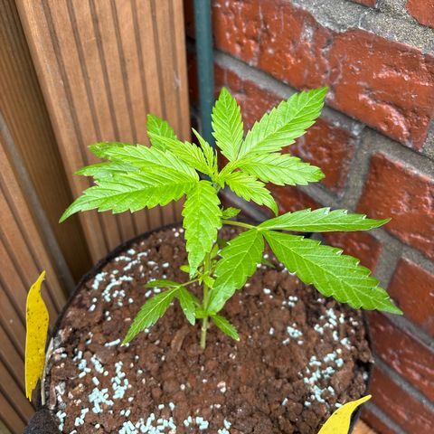 Stress Killer Automatic growlog timeline photo