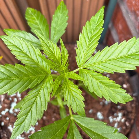 Stress Killer Automatic growlog timeline photo
