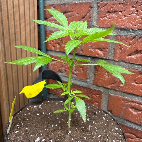 Stress Killer Automatic growlog timeline photo