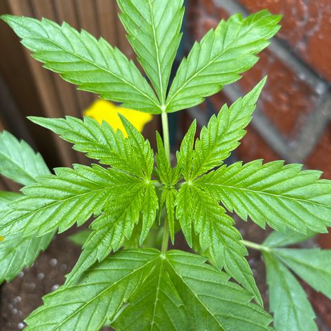 Stress Killer Automatic growlog timeline photo