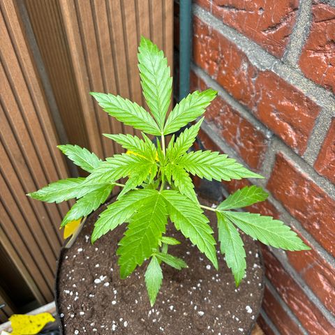 Stress Killer Automatic growlog timeline photo
