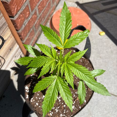 Stress Killer Automatic growlog timeline photo