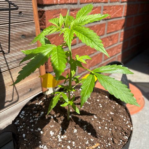 Stress Killer Automatic growlog timeline photo