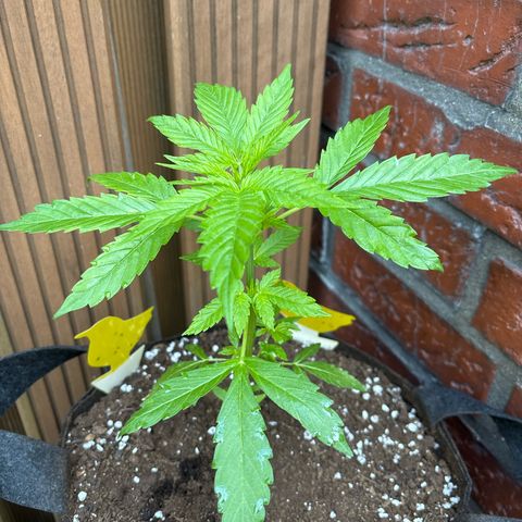Stress Killer Automatic growlog timeline photo