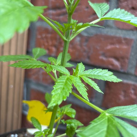Stress Killer Automatic growlog timeline photo