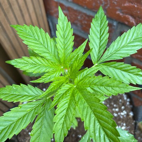 Stress Killer Automatic growlog timeline photo