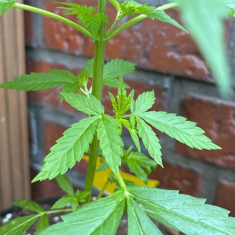 Stress Killer Automatic growlog timeline photo