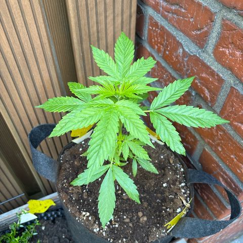 Stress Killer Automatic growlog timeline photo