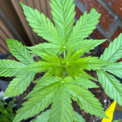 Stress Killer Automatic growlog timeline photo
