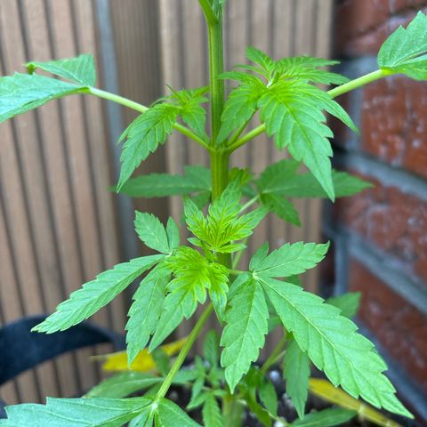 Stress Killer Automatic growlog timeline photo