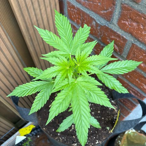 Stress Killer Automatic growlog timeline photo