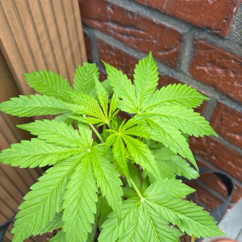 Stress Killer Automatic growlog timeline photo