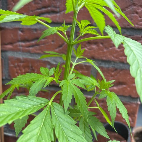 Stress Killer Automatic growlog timeline photo