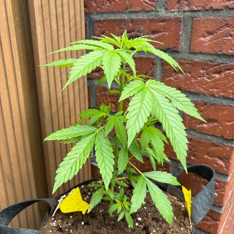 Stress Killer Automatic growlog timeline photo