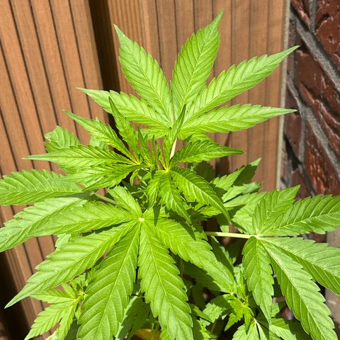 Stress Killer Automatic growlog timeline photo