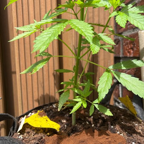 Stress Killer Automatic growlog timeline photo