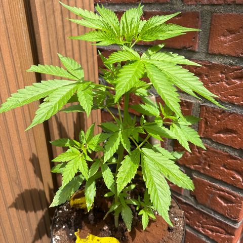 Stress Killer Automatic growlog timeline photo