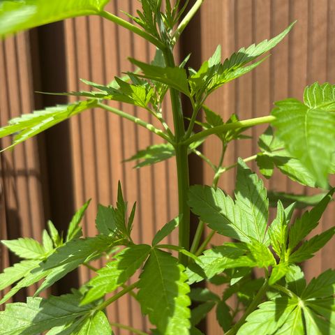 Stress Killer Automatic growlog timeline photo