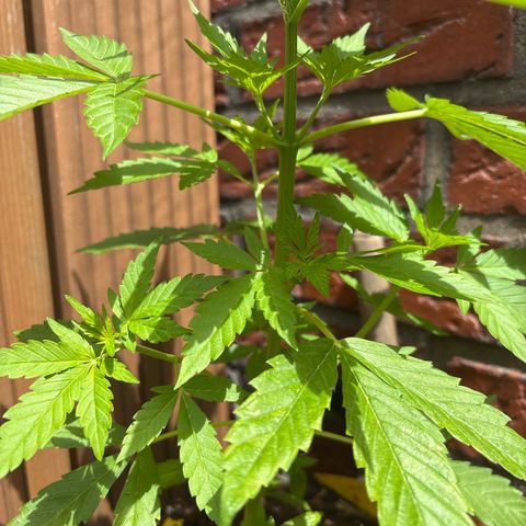Stress Killer Automatic growlog timeline photo