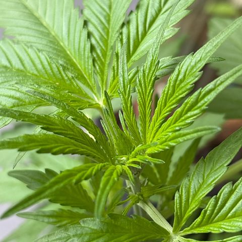 Stress Killer Automatic growlog timeline photo