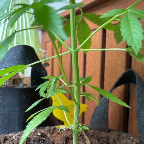Stress Killer Automatic growlog timeline photo