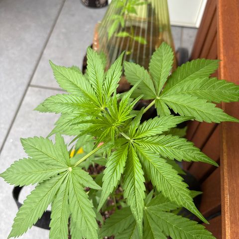 Stress Killer Automatic growlog timeline photo