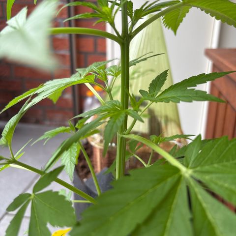 Stress Killer Automatic growlog timeline photo