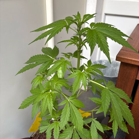 Stress Killer Automatic growlog timeline photo
