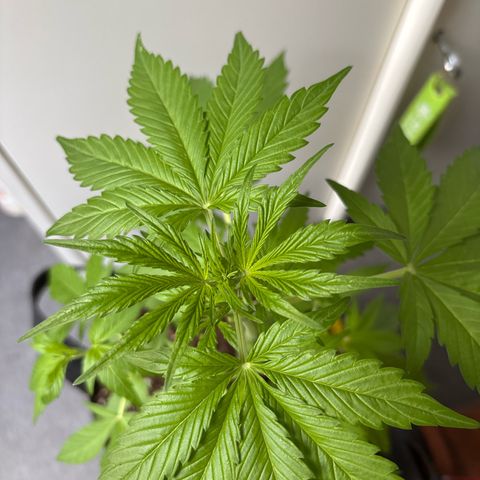 Stress Killer Automatic growlog timeline photo