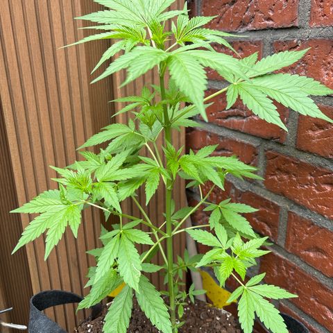 Stress Killer Automatic growlog timeline photo
