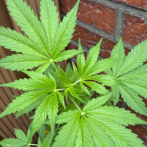 Stress Killer Automatic growlog timeline photo
