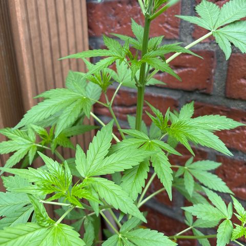 Stress Killer Automatic growlog timeline photo