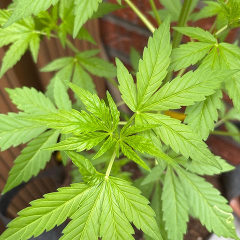 Stress Killer Automatic growlog timeline photo
