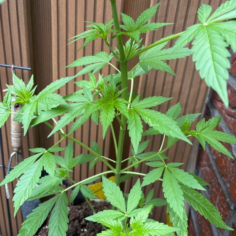 Stress Killer Automatic growlog timeline photo